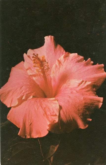 ever blooming.
