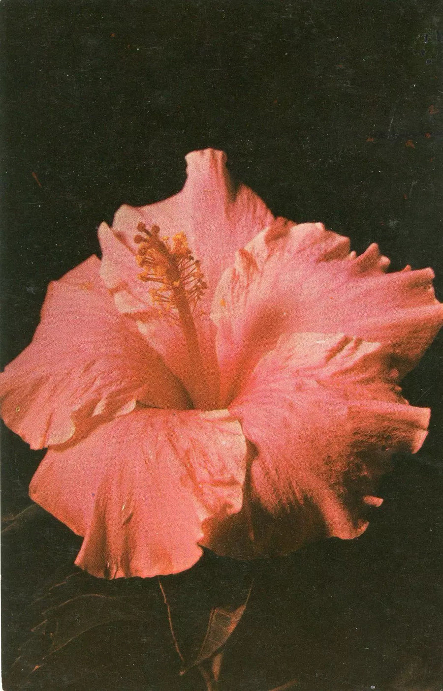 ever blooming.