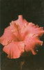 ever blooming.